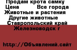 Продам крота самку › Цена ­ 200 - Все города Животные и растения » Другие животные   . Ставропольский край,Железноводск г.